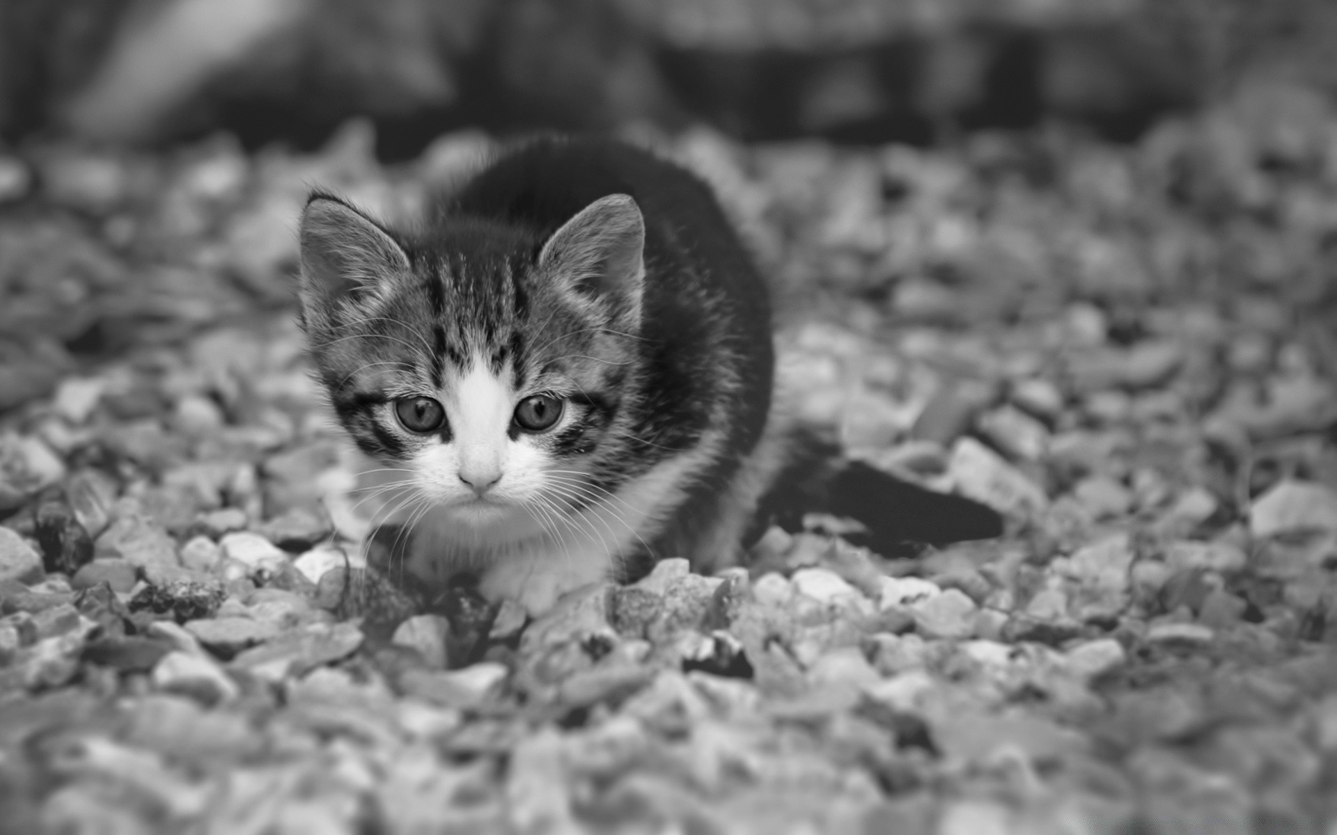 black and white nature cute eye outdoors cat little fur animal portrait