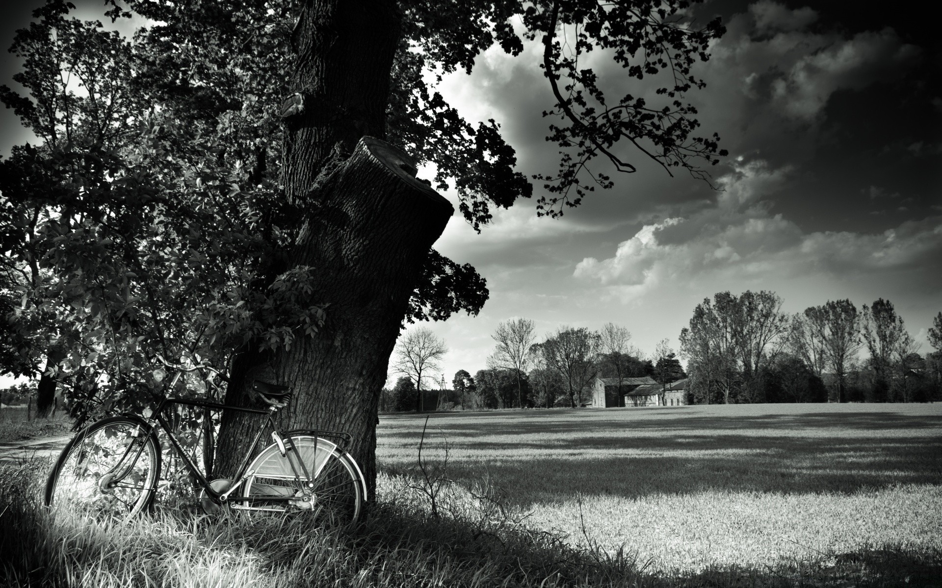 blanco y negro árbol paisaje naturaleza hierba parque al aire libre monocromo rural carretera madera otoño