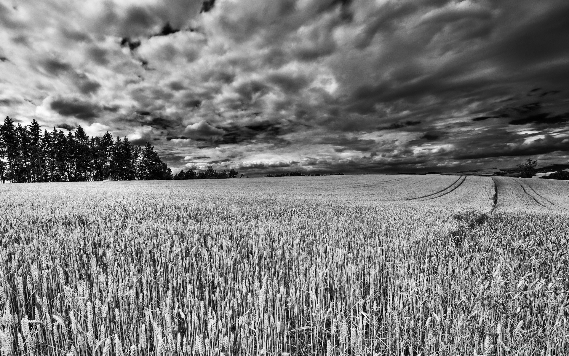 black and white cereal wheat agriculture landscape rural pasture field farm corn crop nature outdoors cropland