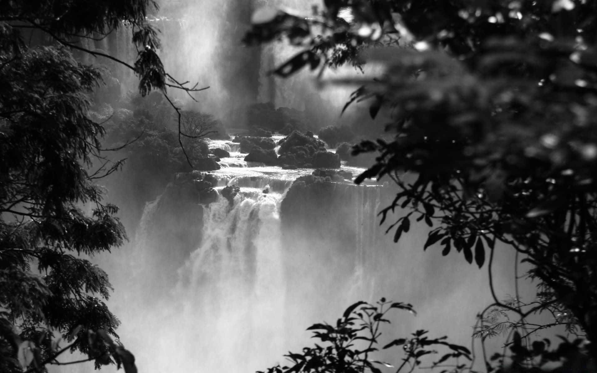 black and white tree nature landscape wood fog outdoors water mist monochrome