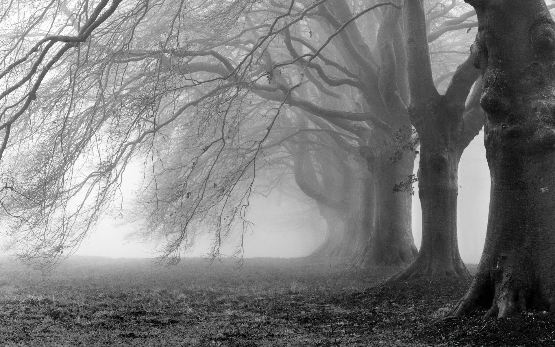 noir et blanc bois paysage brouillard bois brouillard aube nature hiver parc branche lumière mystère rétro-éclairé ombre automne monochrome météo à l extérieur