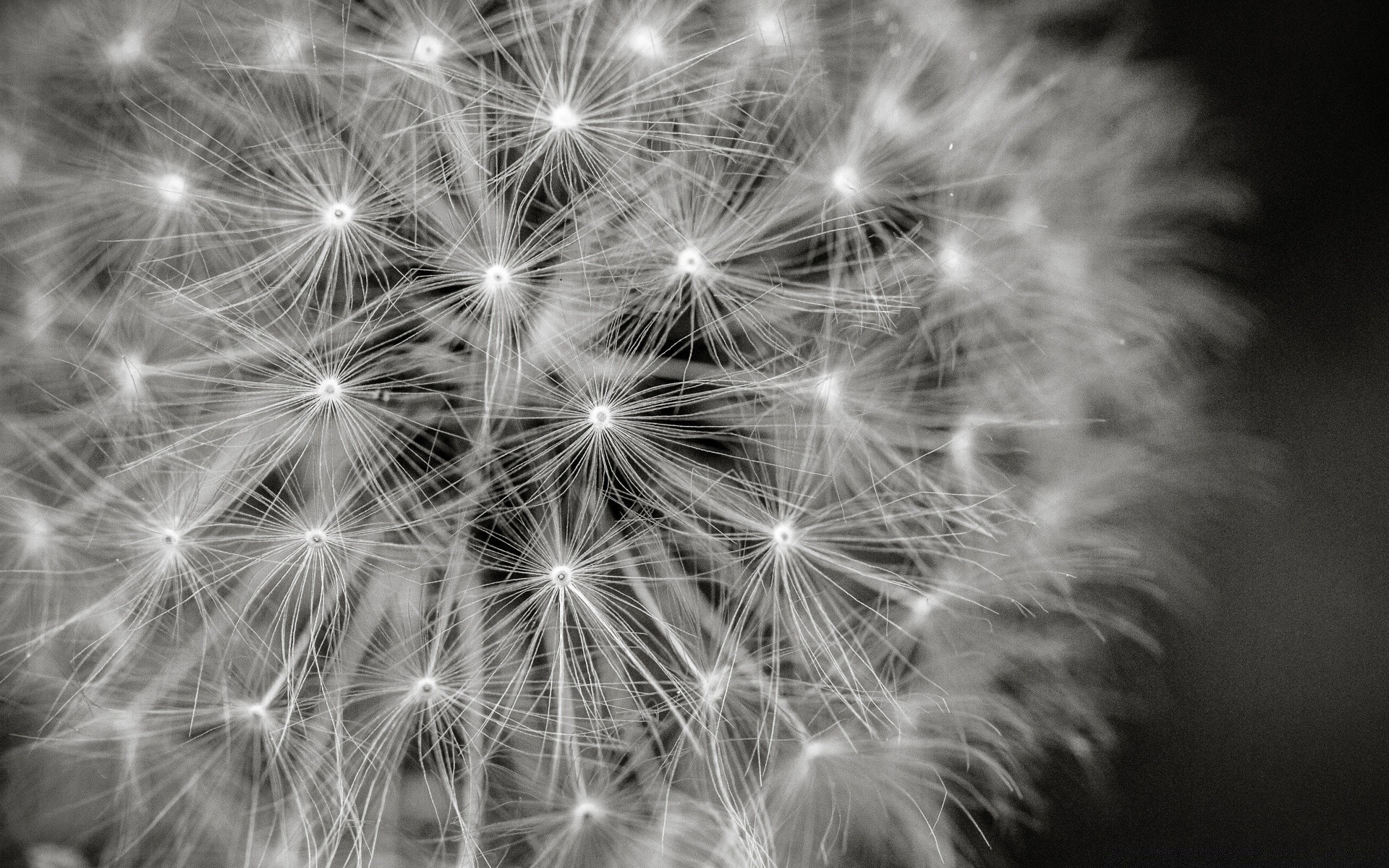 preto e branco dente de leão fogos de artifício brilhante para baixo festival chama monocromático abstrato natal semente natureza foguete flash explosão ano novo festa