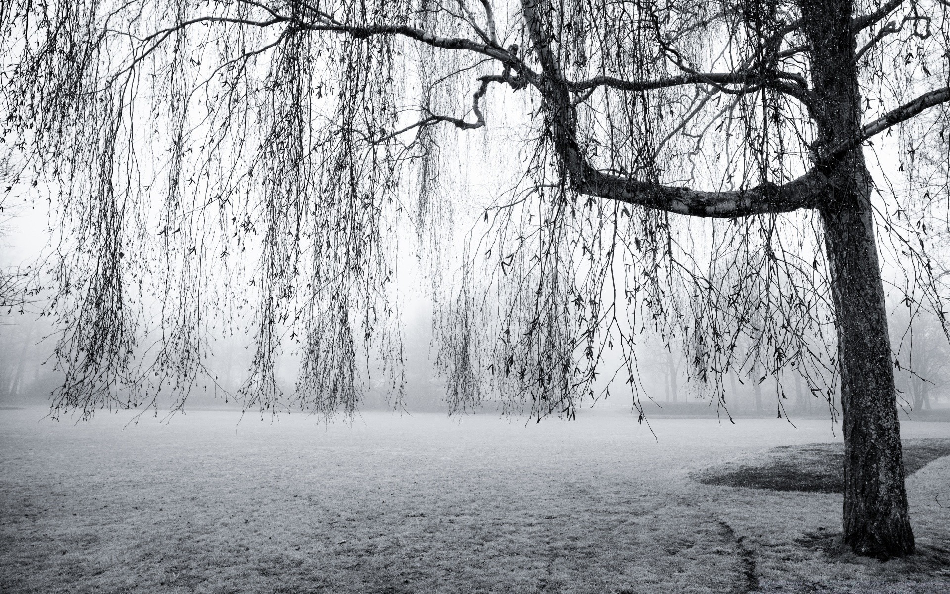 black and white tree wood landscape fog winter mist weather park snow branch nature season scenic dawn cold