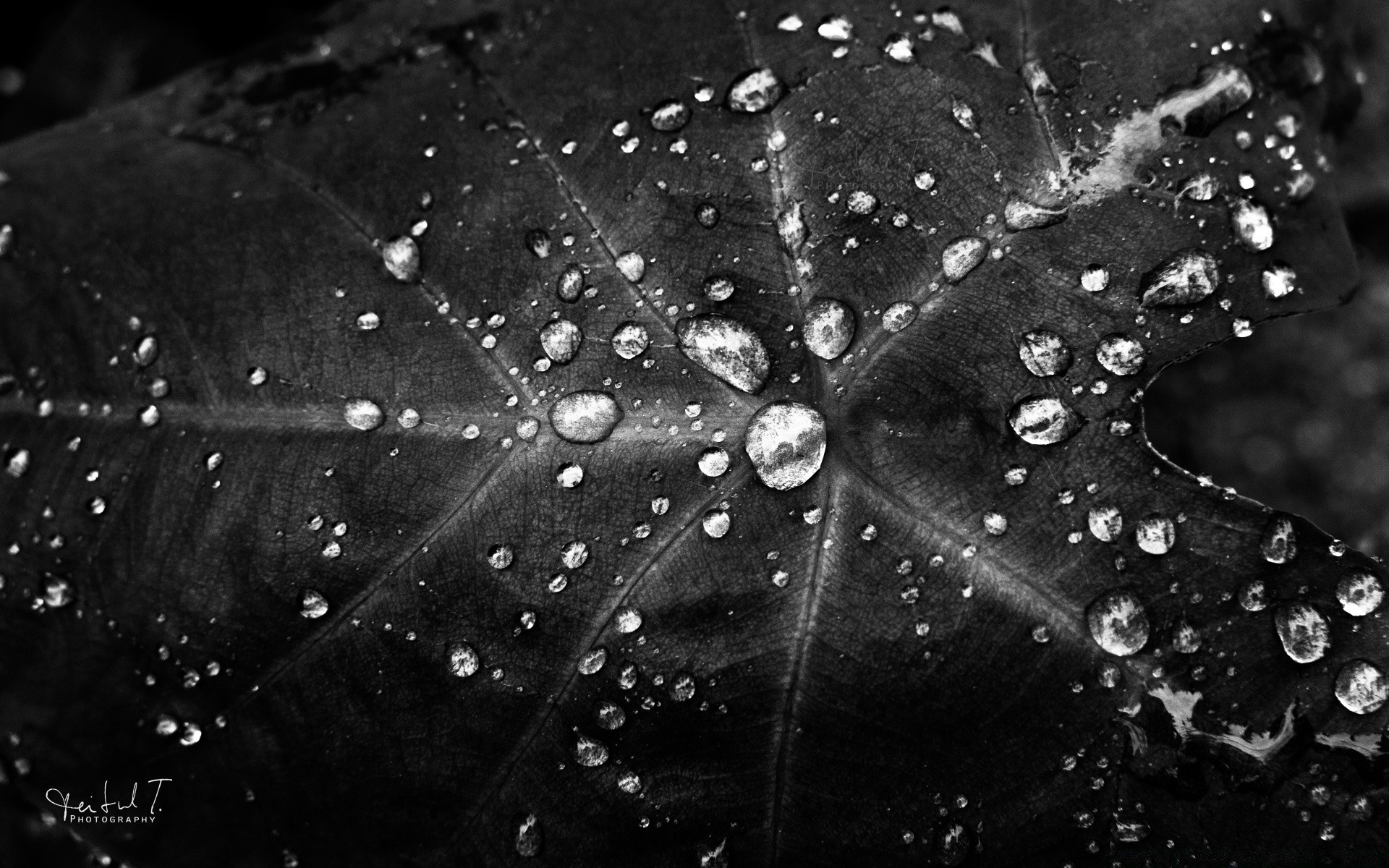 noir et blanc rosée pluie chute humide eau toile d araignée nature déversoir araignée gouttes gouttes feuille rosée flore bulle jardin gros plan texture