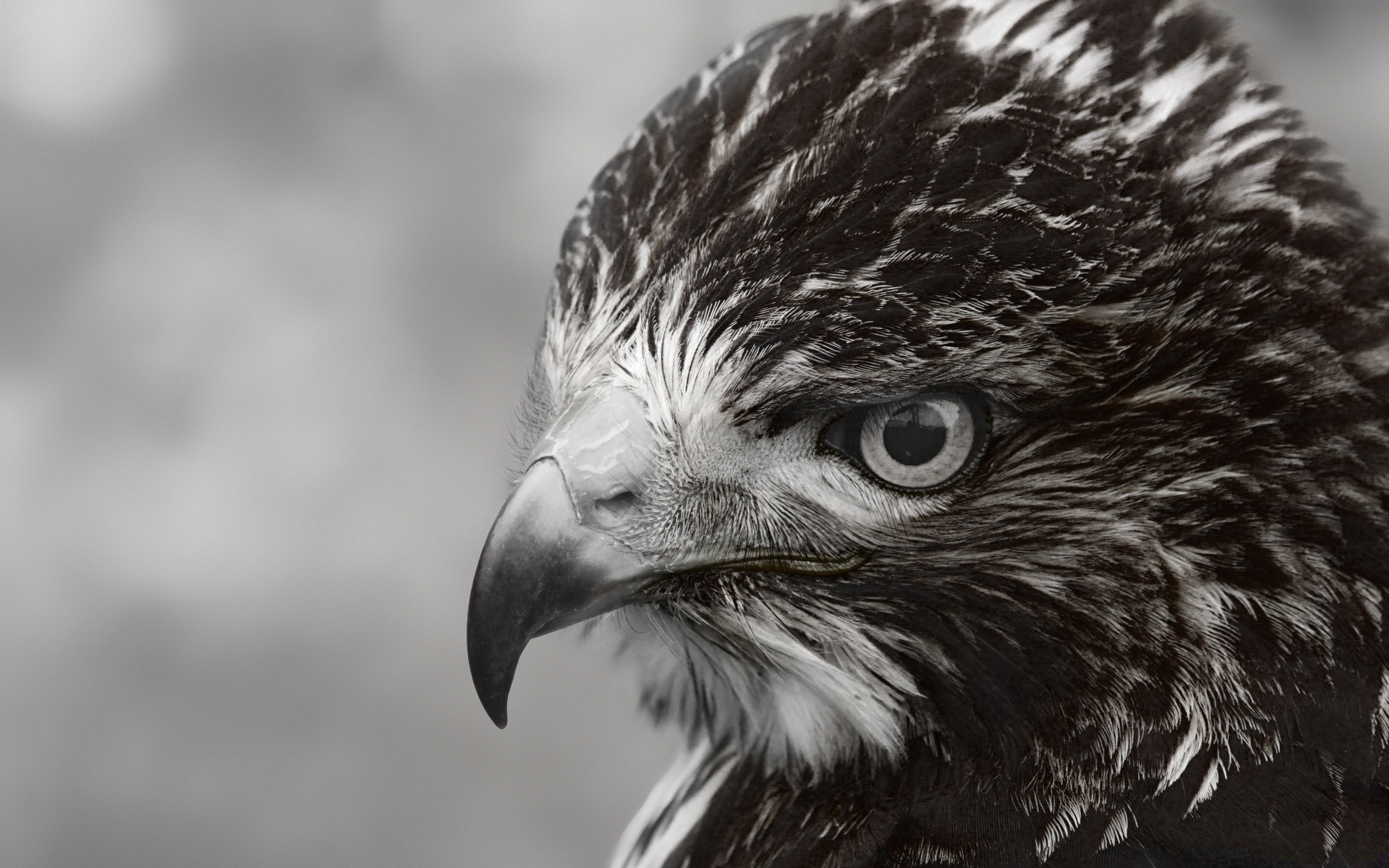 bianco e nero aquila rapace fauna selvatica uccello preda occhio ritratto falco natura falco falconeria selvaggio predatore animale zoo