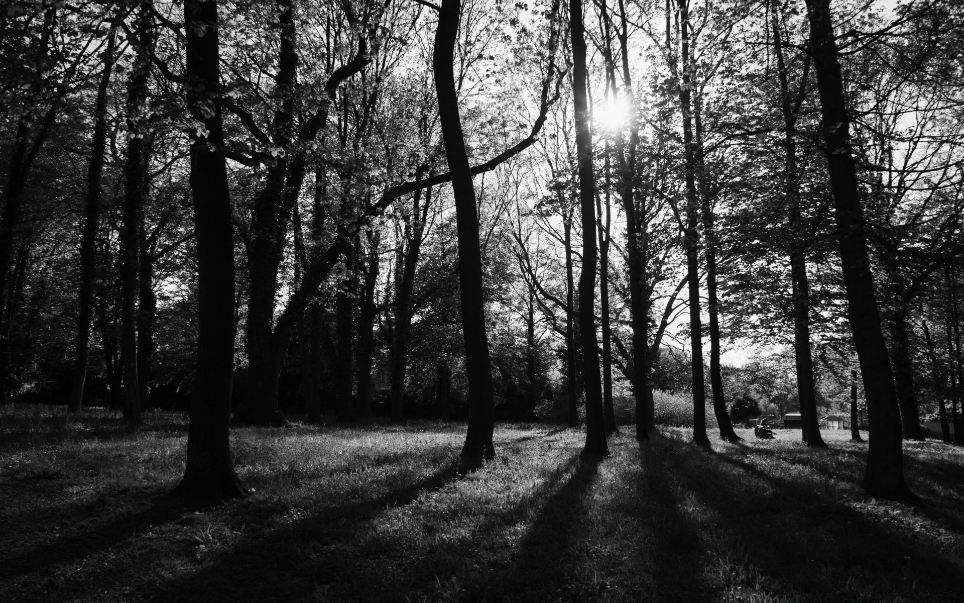 czarno-białe drzewo krajobraz drewno przewodnik natura park cień świt droga jesień mgła mgła liść oddział słońce sezon ścieżka dobra pogoda sceniczny