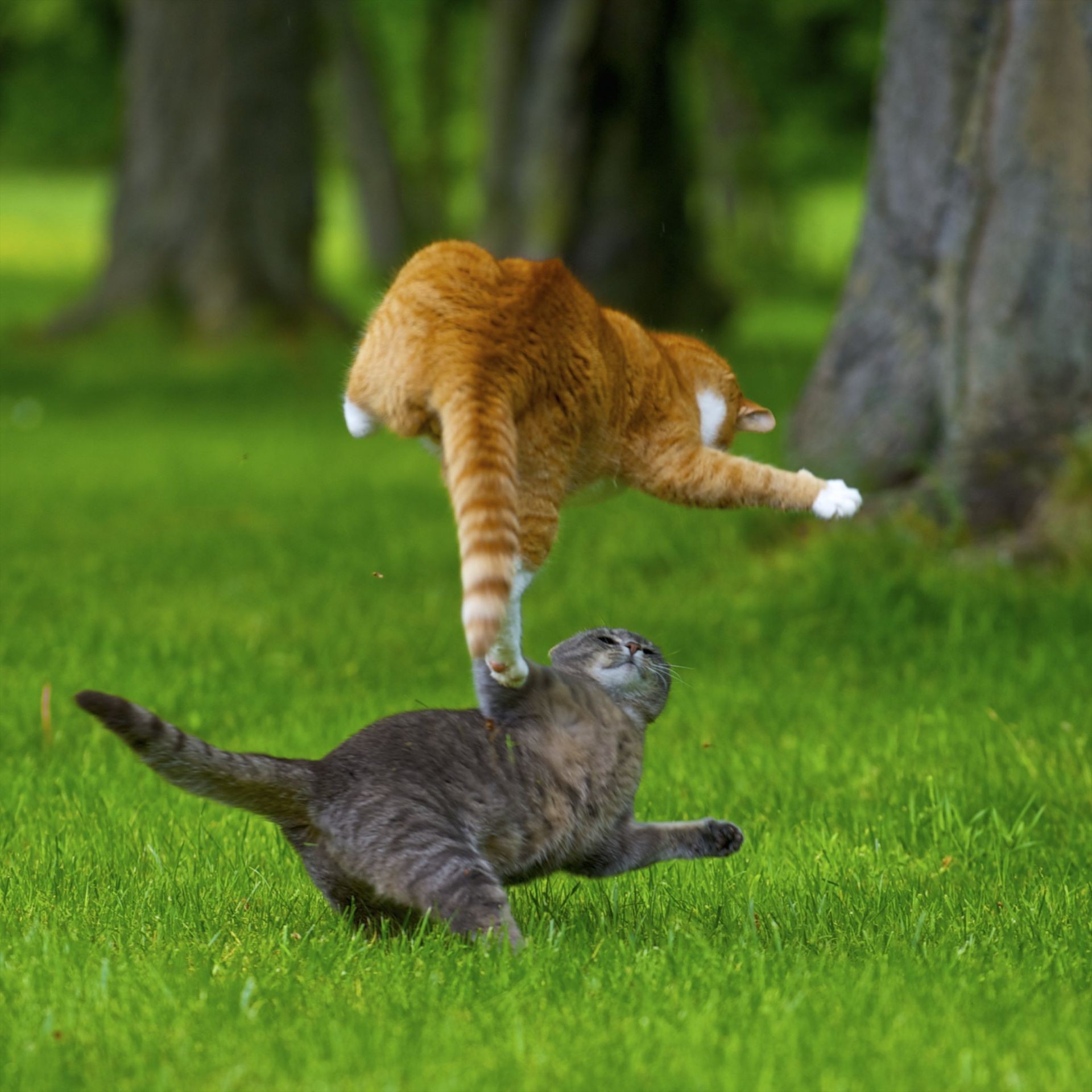 gatos grama mamífero natureza animal macaco fofa vida selvagem pele parque madeira selvagem primaz jardim zoológico