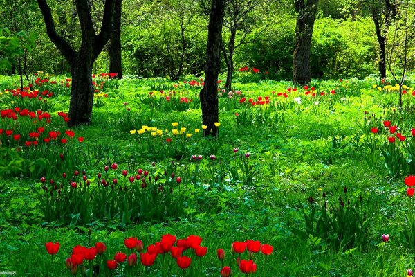 Clairière de la forêt des tudpans rouges