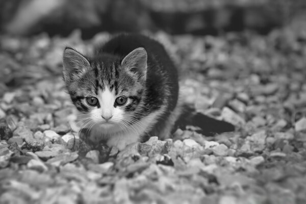 Cute little kitten on pebbles