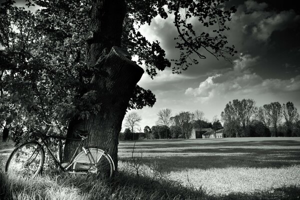 A bicycle standing near a tree