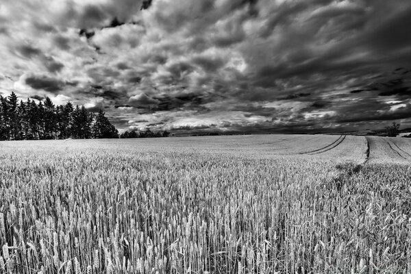 Fondo de campo blanco y negro en tiempo nublado