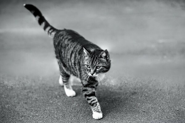 Fundo preto e branco para área de trabalho com gato