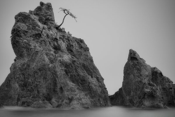 Roccia in bianco e nero con un albero in cima