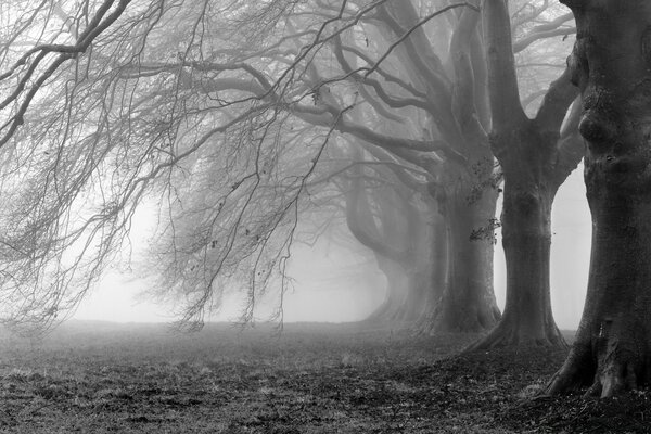 Foresta nebbiosa in bianco e nero