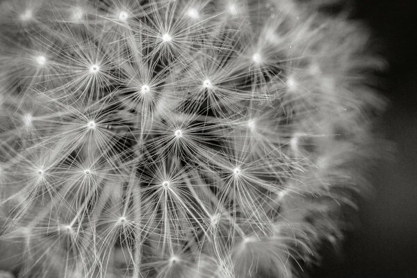 Dandelion background black and white