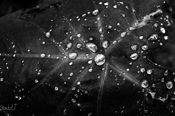 Feuille noir et blanc avec des gouttes de rosée