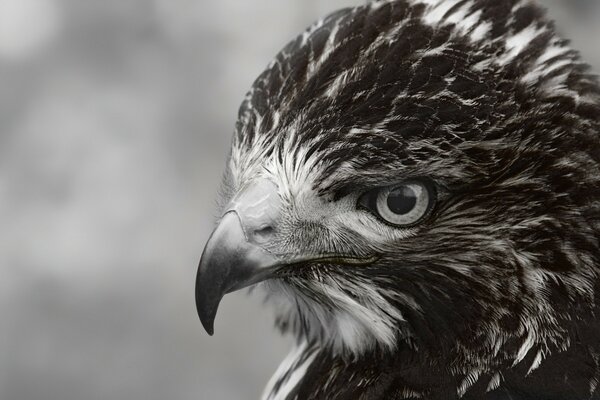 Retrato en blanco y negro de un pájaro salvaje