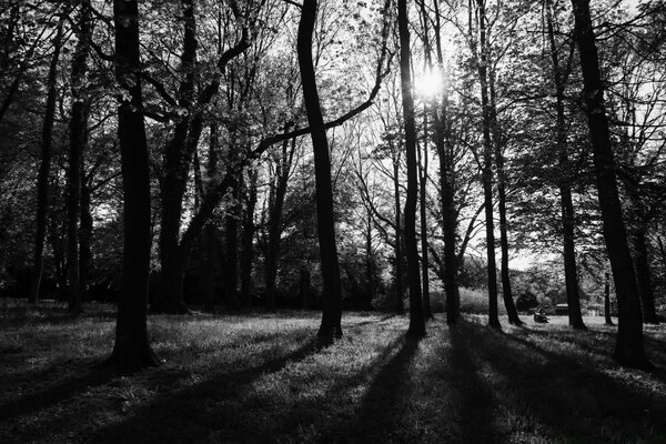 Bosque con destellos de sol en blanco y negro