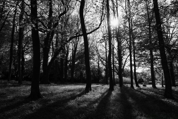 Лес с солнечными проблесками черно - белого цвета