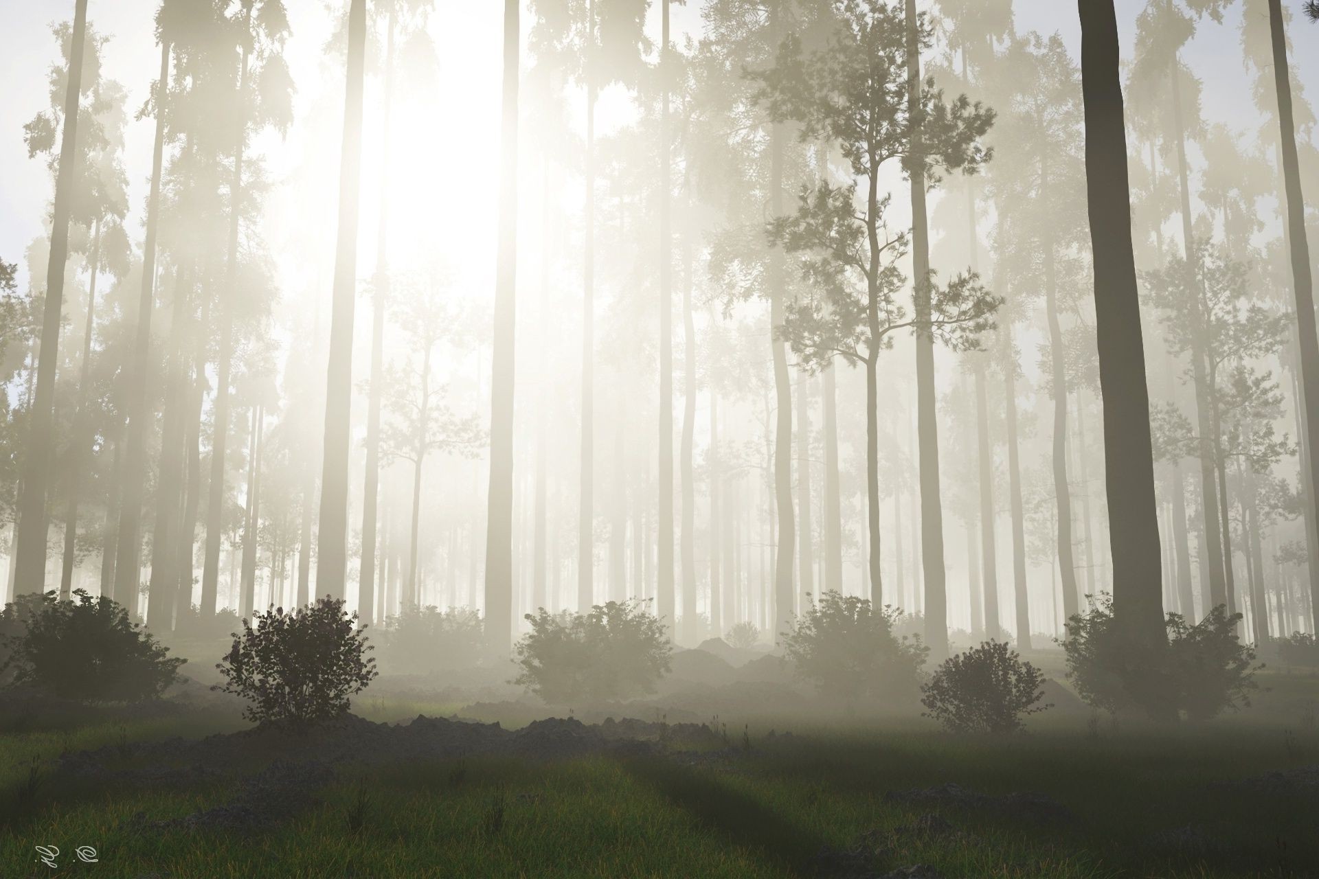 landschaft holz nebel nebel holz landschaft natur blatt