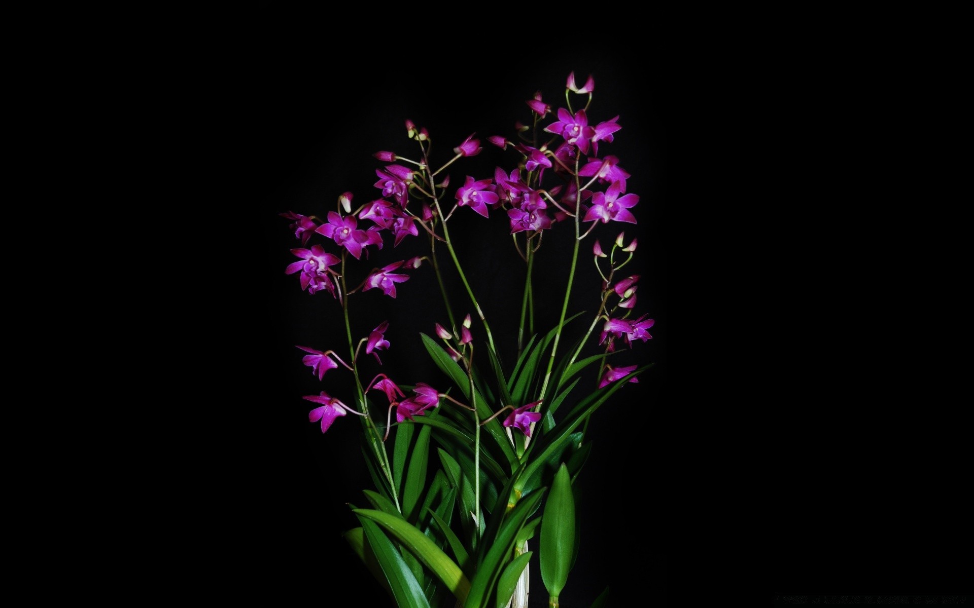 nero natura fiore flora foglia luminoso colore estate