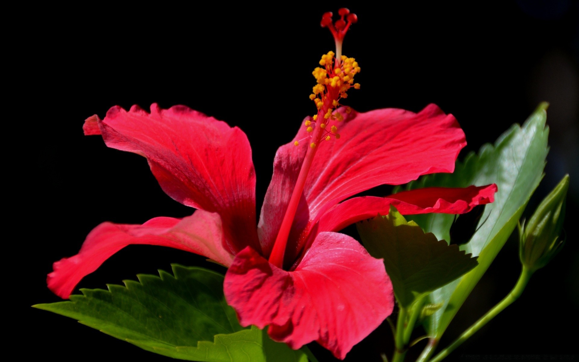 noir fleur feuille nature flore jardin floral pétale hibiscus bluming été couleur lumineux belle