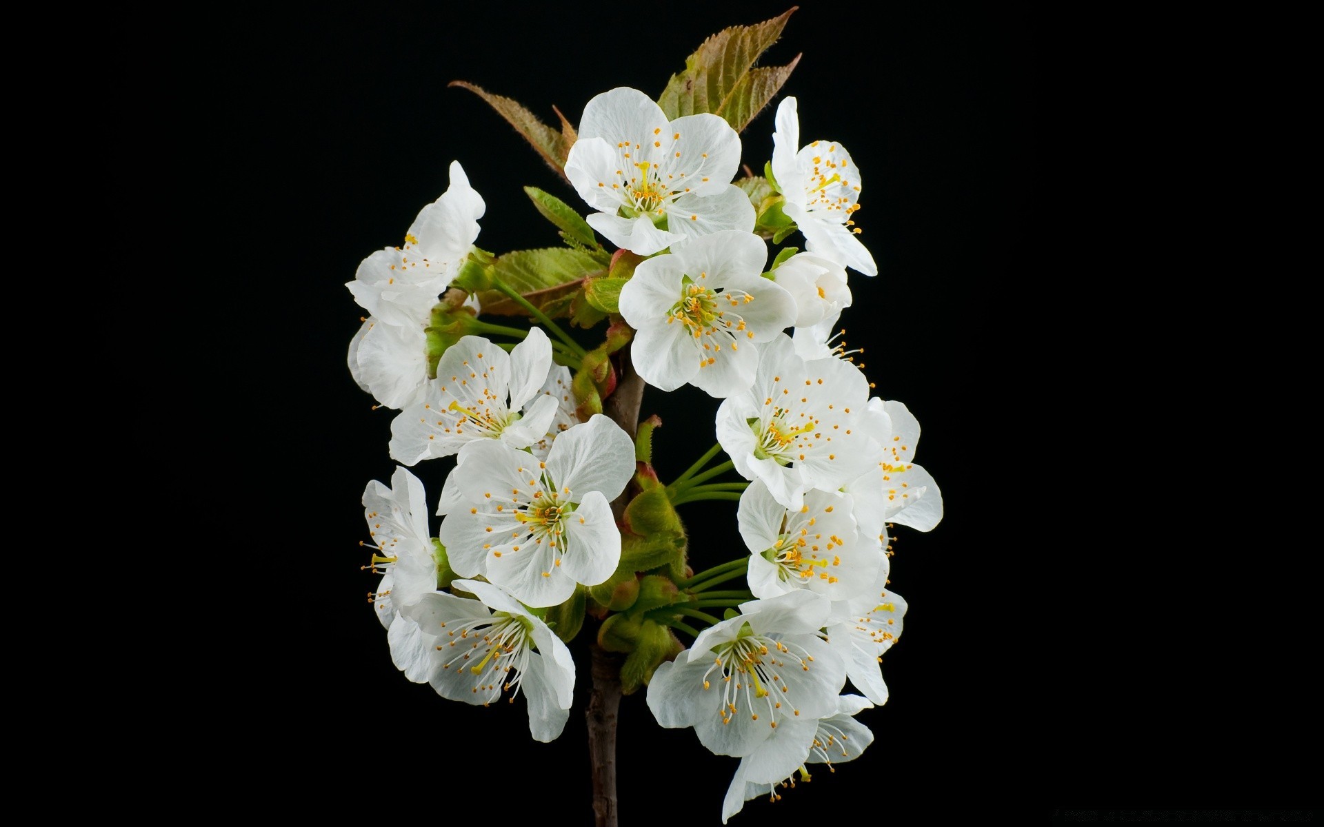 black flower flora nature petal leaf blooming bud cherry branch floral delicate apple growth tree garden bright color season