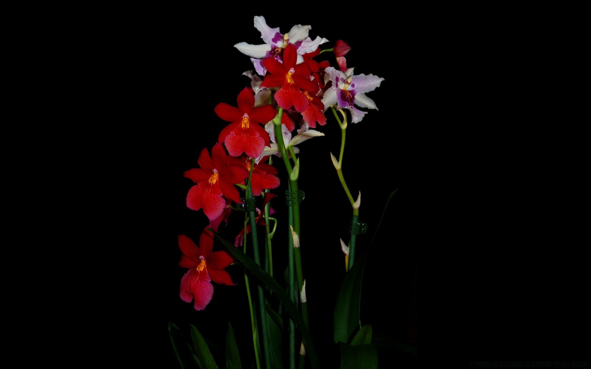 黑色 花 植物群 自然 叶 生长 花瓣 颜色 明亮 花卉 夏天 花园