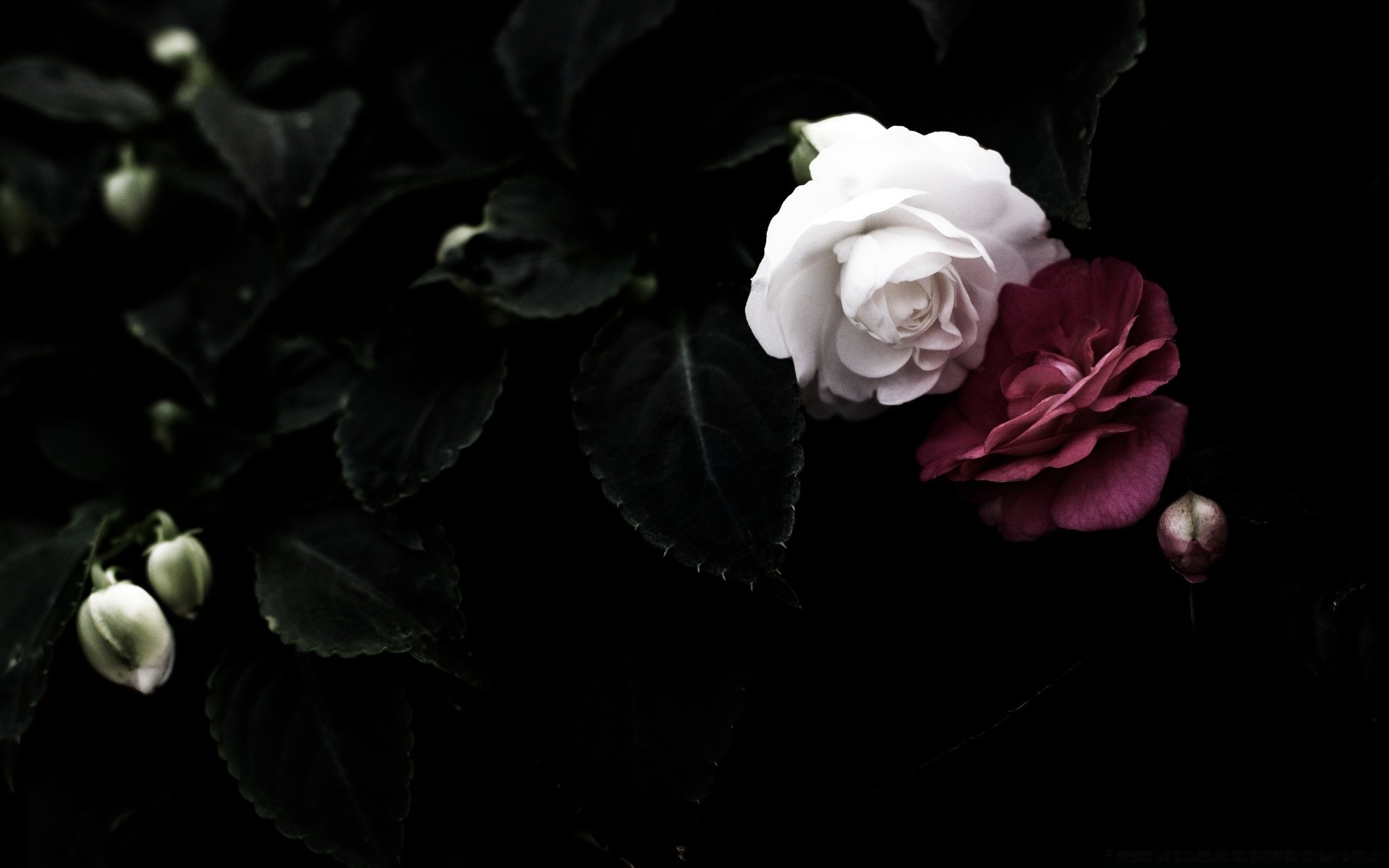 black flower rose leaf flora nature floral wedding petal love beautiful desktop color blooming romantic garden romance close-up delicate monochrome