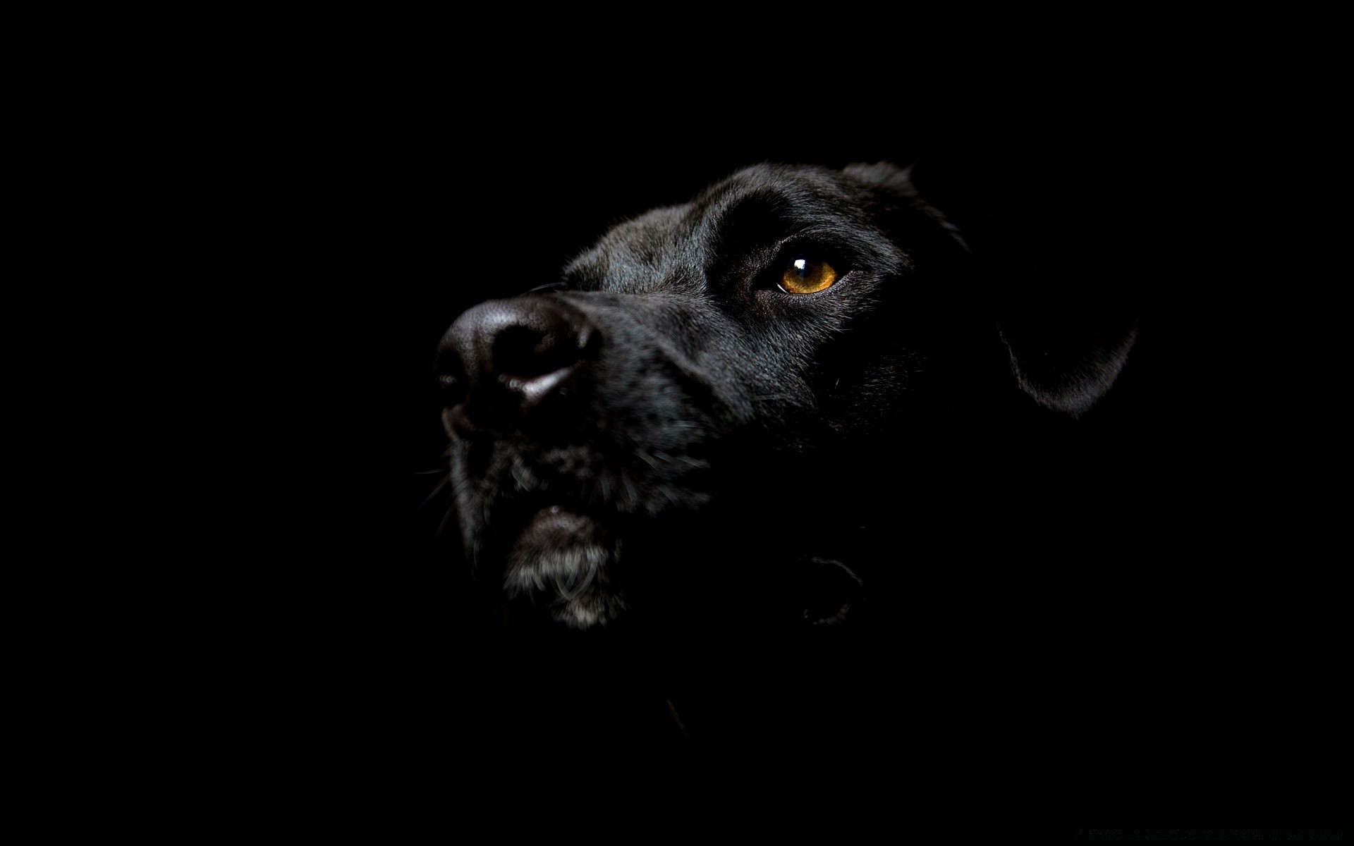 preto cão animal mamífero retrato monocromático estúdio animal de estimação cinegrafista fofa