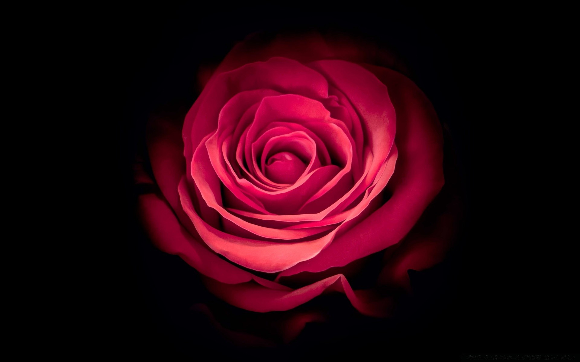 nero rosa amore petalo fiore romantico bloom anniversario amore romanticismo floreale matrimonio desktop regalo profumo