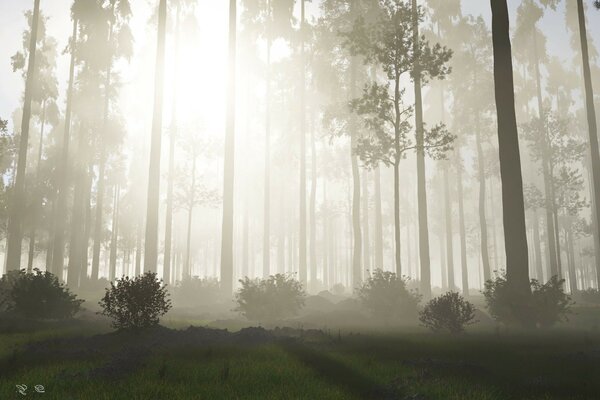 Paisaje de árboles forestales en la niebla