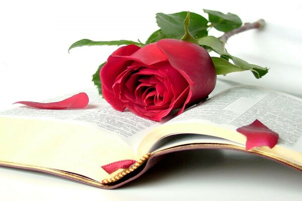 The Bible rose book beauty wisdom open book levr