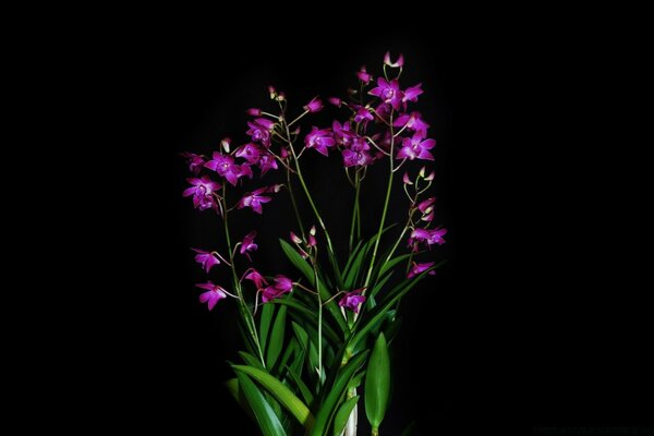 Bright colors of flowers on black