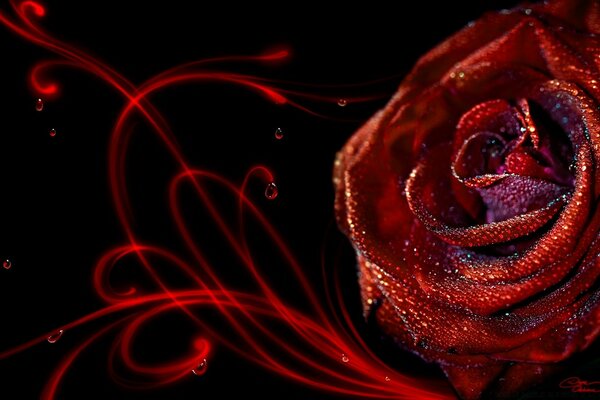 A red rose studded with glitter