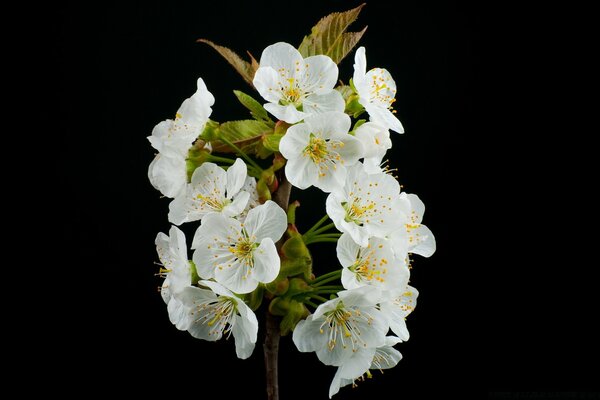 Flores brancas com um meio brilhante em um fundo preto