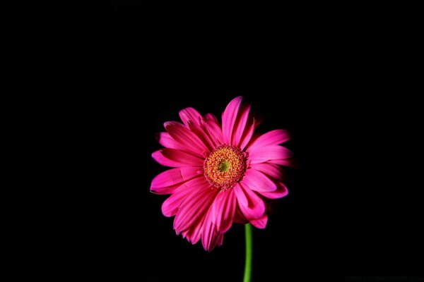 A beautiful and bright flower on a black background