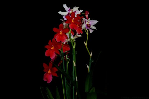 Beautiful flowers on a black background