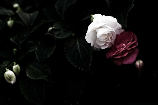 White and red roses side by side