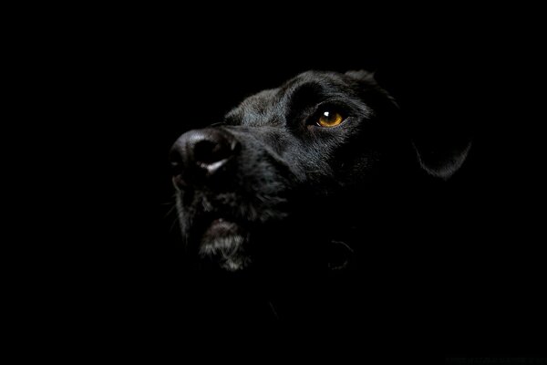 Schwarzer Hund Tier auf schwarzem Hintergrund schöne Aufnahme