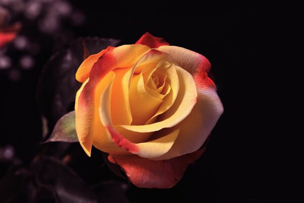 Delicate rose on a dark background