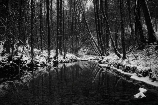 Wald Fluss schwarz-Weiß-Bild von Bäumen spiegeln sich im Wasser wider