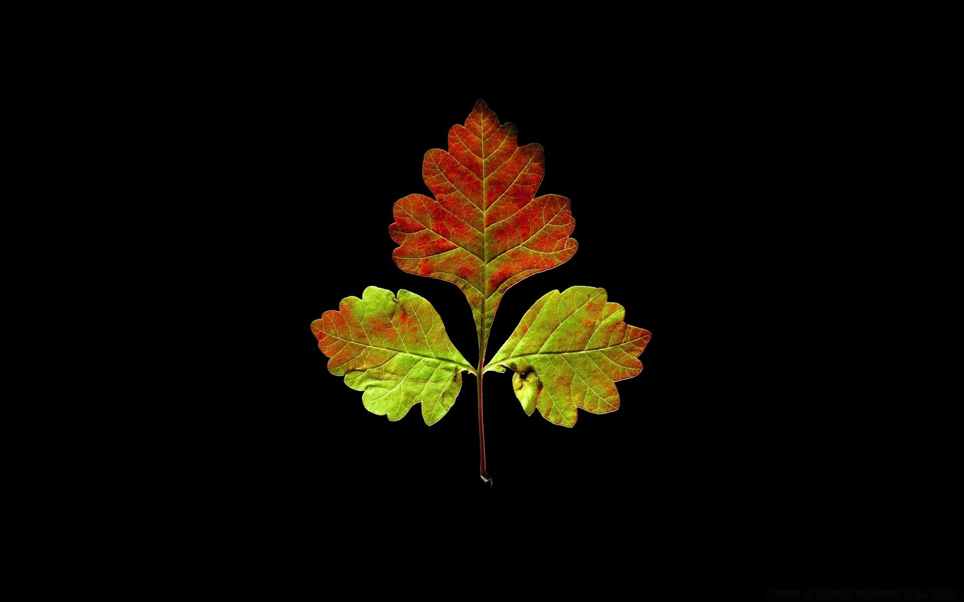 black leaf flora tree nature desktop growth fall color light environment art