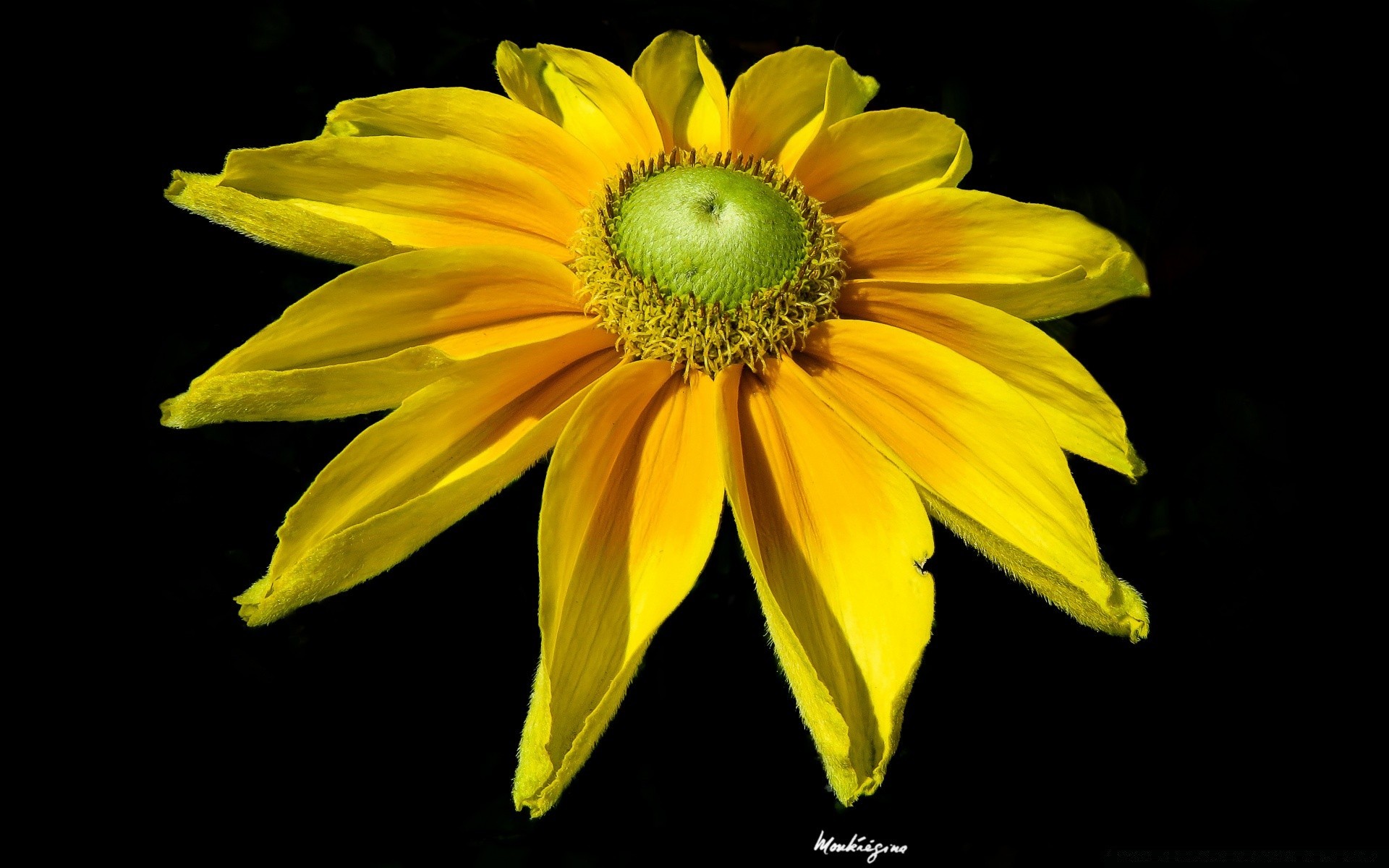 nero natura flora fiore foglia brillante estate colore giardino crescita bella