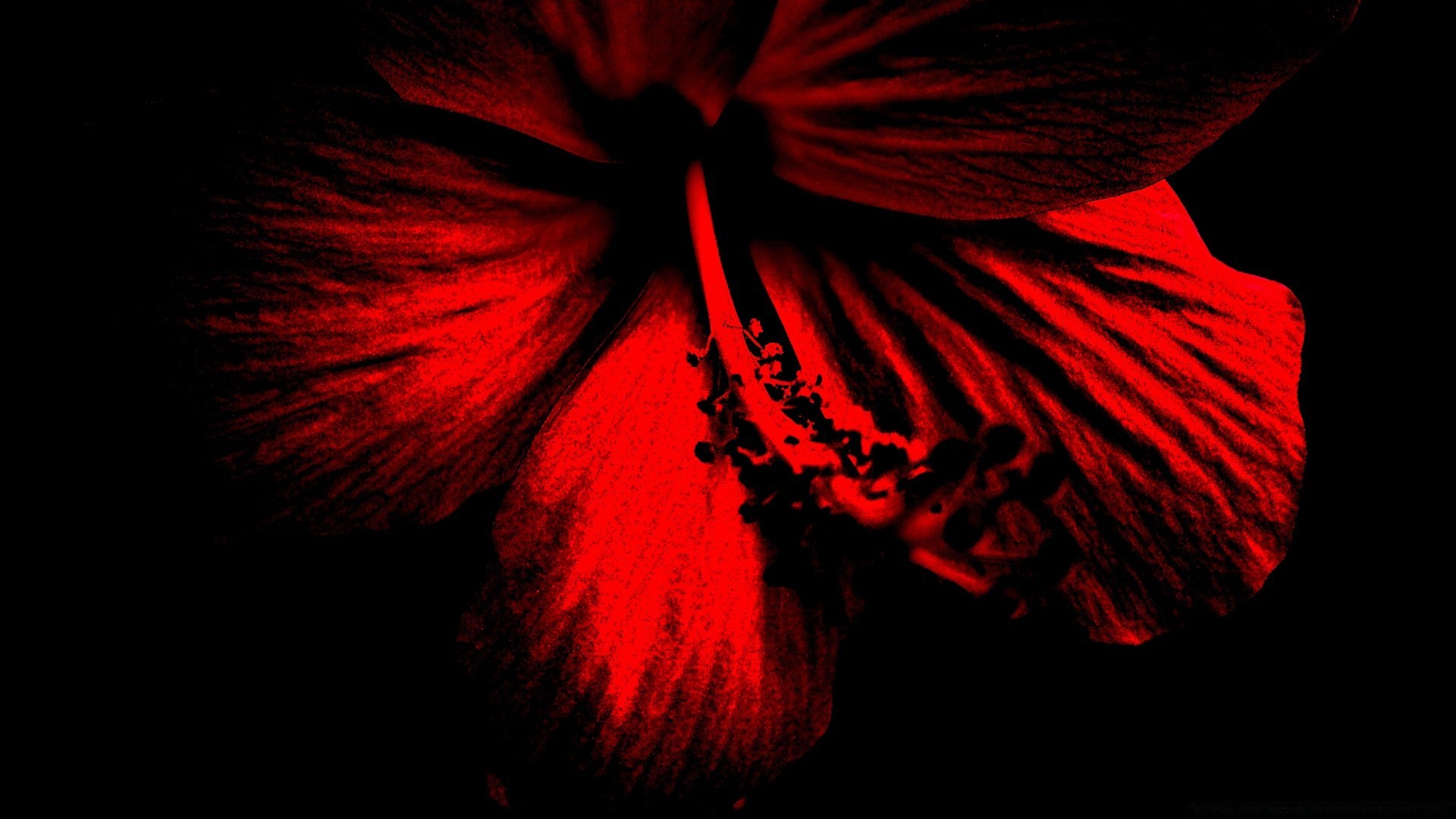 черно красные цветы фото