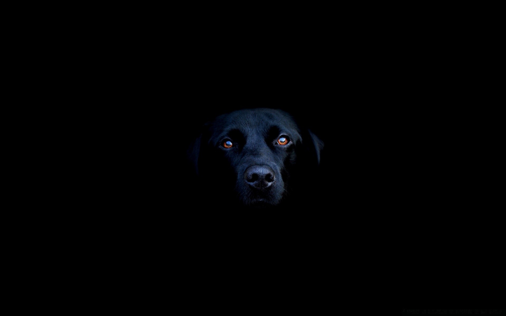 noir chien mignon portrait mammifère sombre studio art