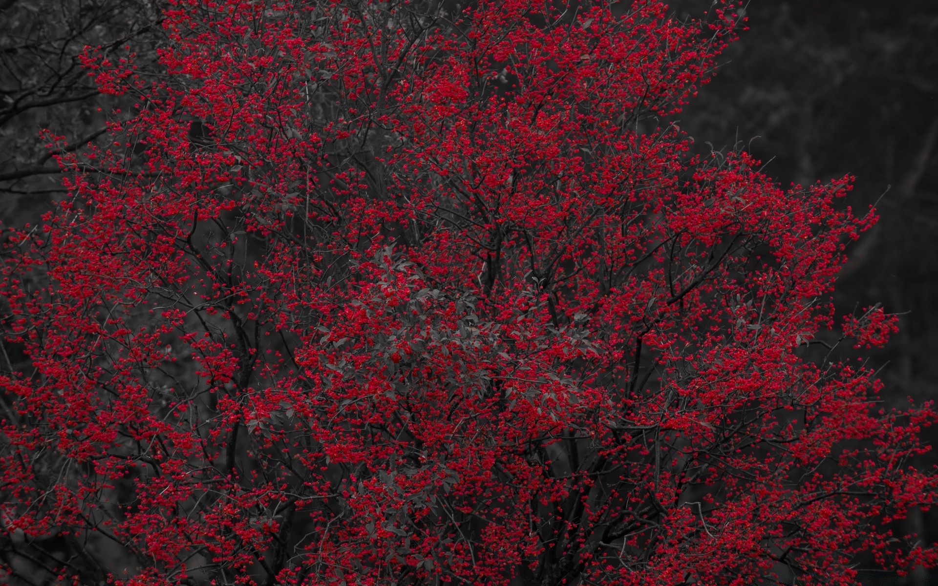 negro árbol escritorio hoja color flor temporada rama flora naturaleza decoración textura diseño otoño brillante jardín