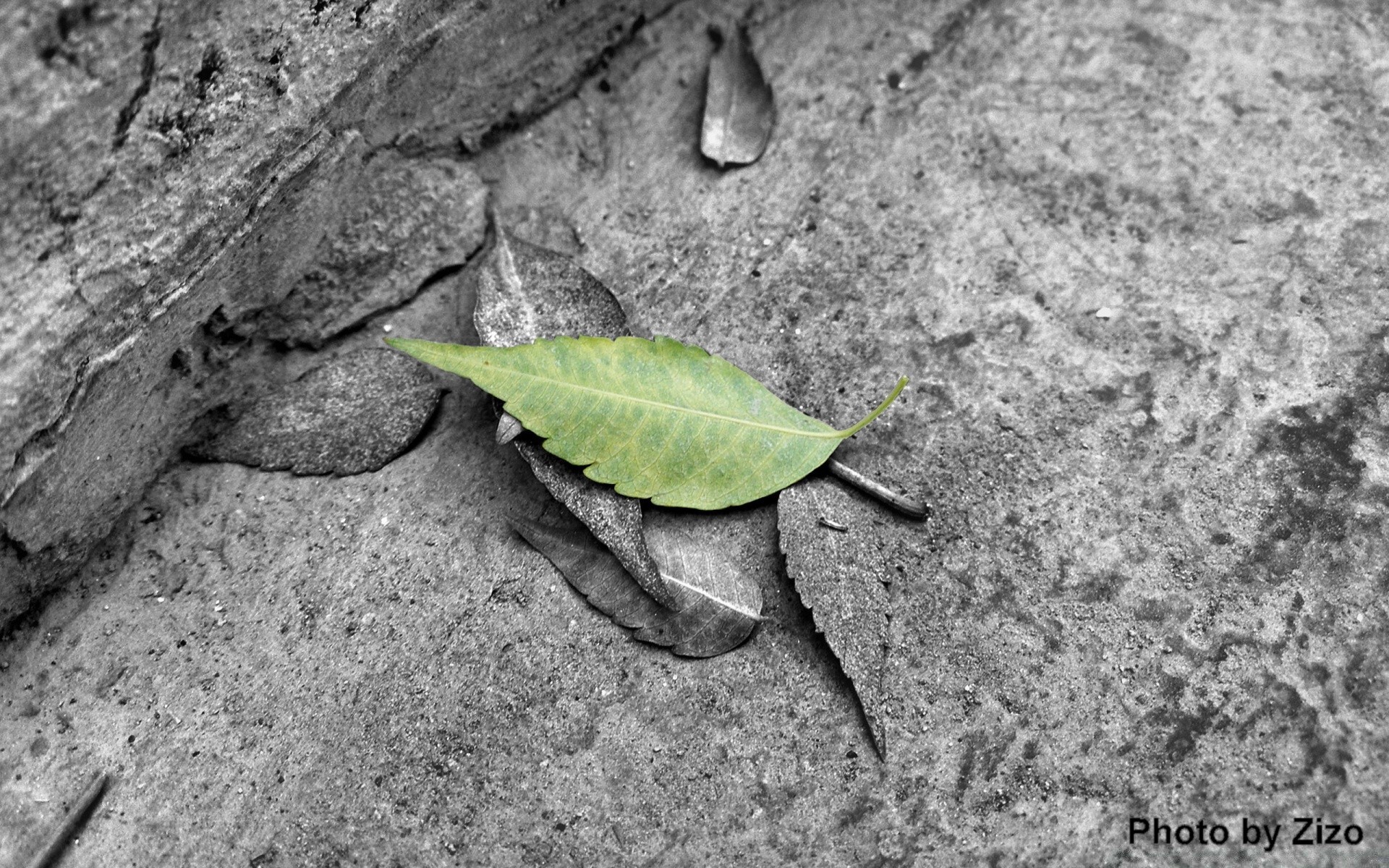 black nature leaf flora wood outdoors ground desktop close-up