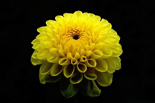 Riche fleur de Dahlia jaune vif