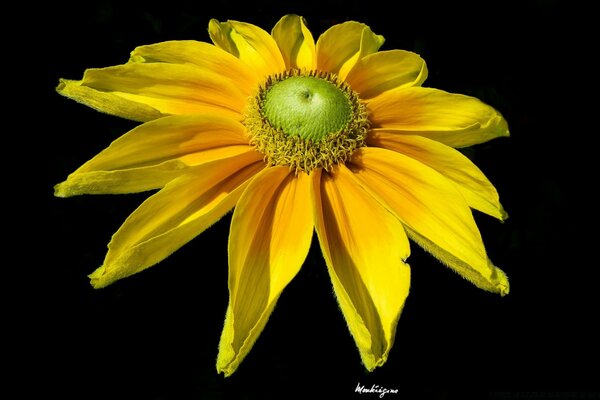 Leuchtend gelbe Blume im Licht